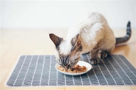 Can Kittens Eat Cat Food: A Whisker-Twitching Exploration into Feline Diets and Beyond