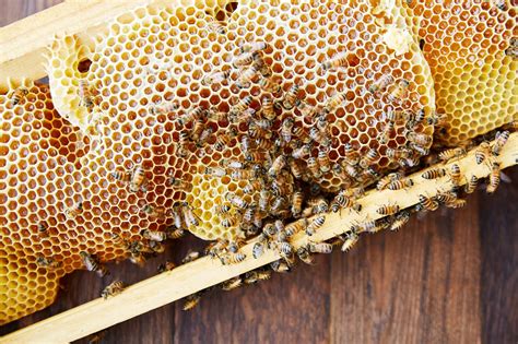 Can You Eat Honey Combs? Exploring the Sweet and Waxy World of Beehives