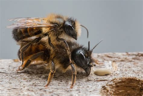 Do Honey Bees Reproduce Asexually or Sexually? And Why Do They Dance While Doing It?