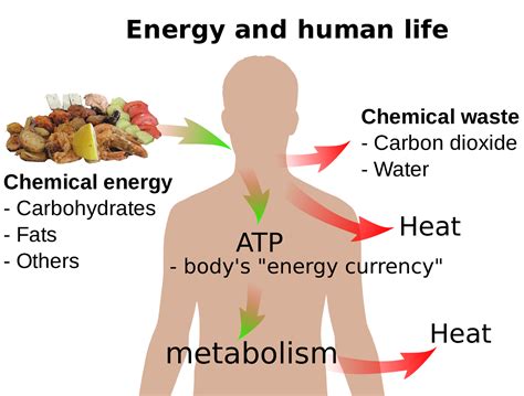 Energy Stored in Food: A Cosmic Dance of Nutrients and Time