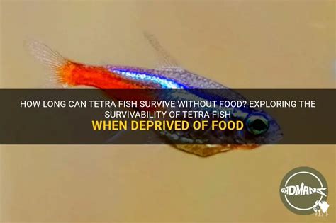 How Long Can Tetras Go Without Food: A Dive into Aquatic Survival and Beyond