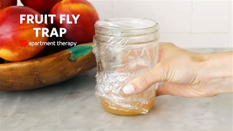 How to Catch Fruit Flies Without Apple Cider Vinegar: A Journey Through Unconventional Methods and Philosophical Musings