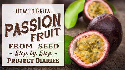 How to Grow Passion Fruit: A Comprehensive Guide and Why Pineapples Might Be Jealous