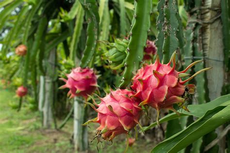 Pink Dragon Fruit Where to Buy: A Journey Through the Exotic and the Everyday