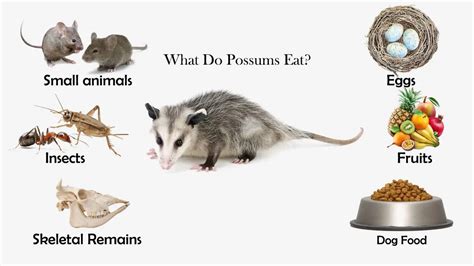 What are possums favorite food, and how do their dietary habits influence urban ecosystems?