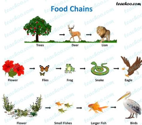 What Eats Cats in the Food Chain: A Dive into Nature's Unpredictable Menu