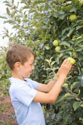 What Fruit Trees Grow in Ohio: Exploring the Orchards of the Buckeye State